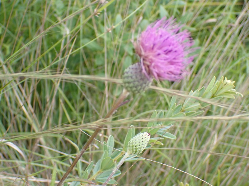 Virginia Thistle photo 3