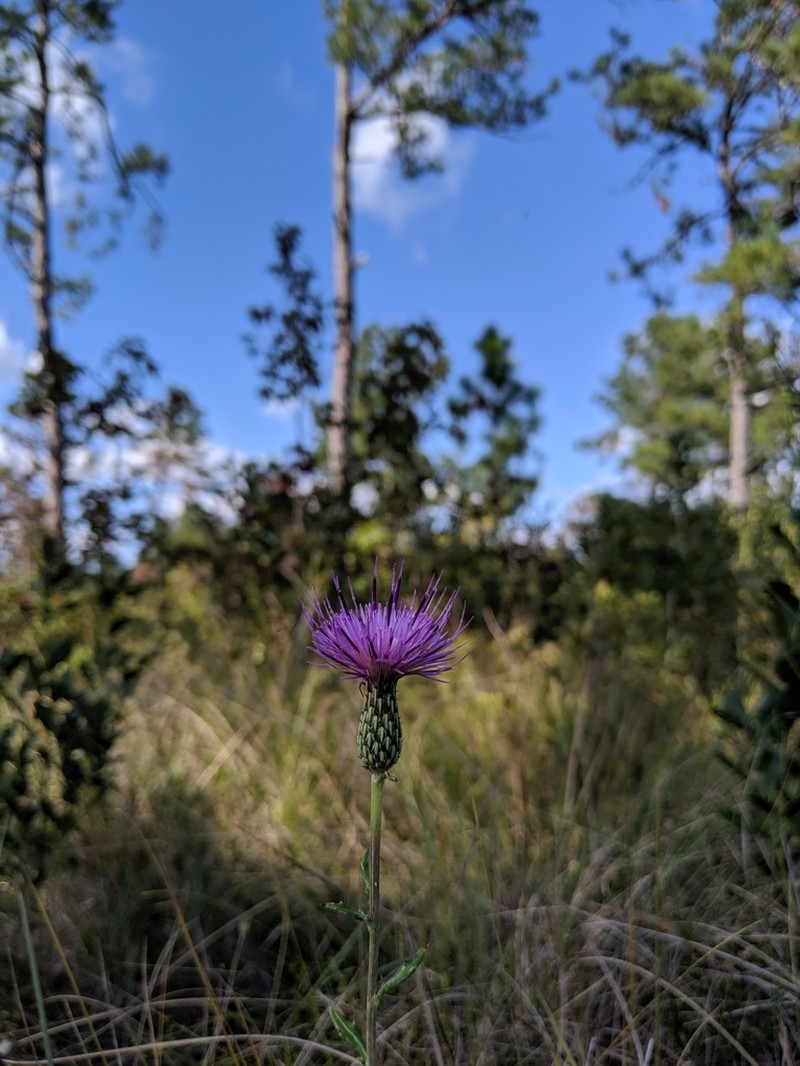 Virginia Thistle photo 4