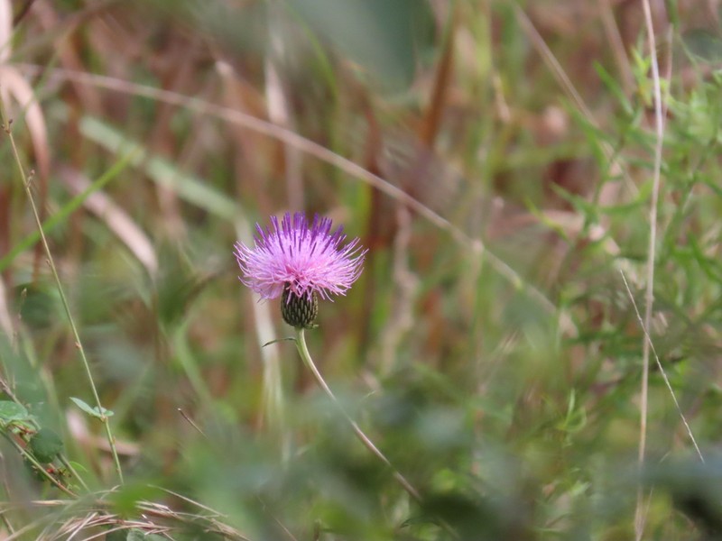 Virginia Thistle photo 5