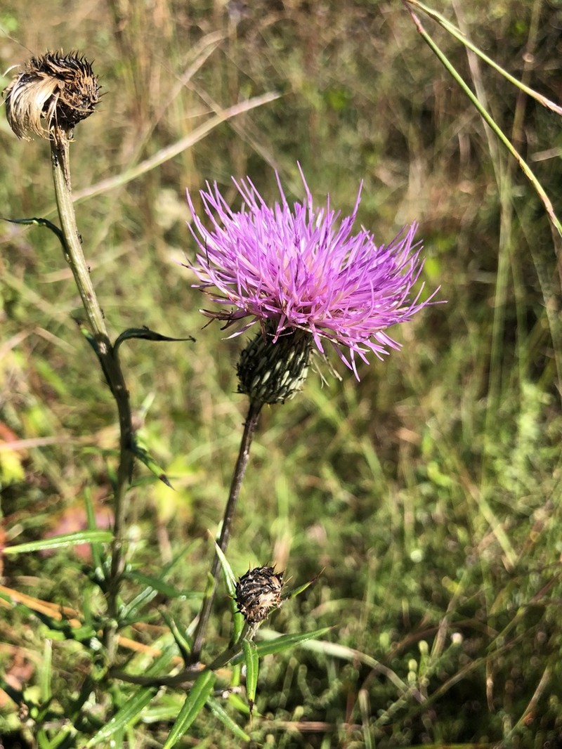Virginia Thistle photo 6