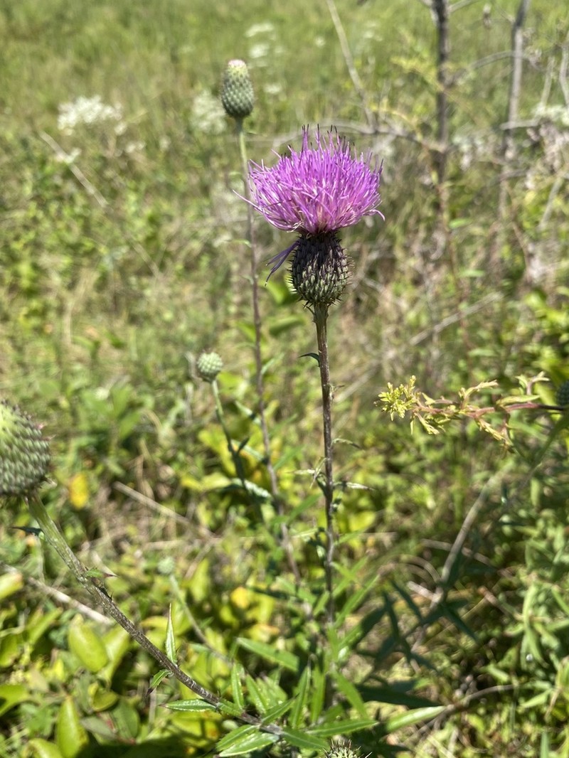 Virginia Thistle photo 7