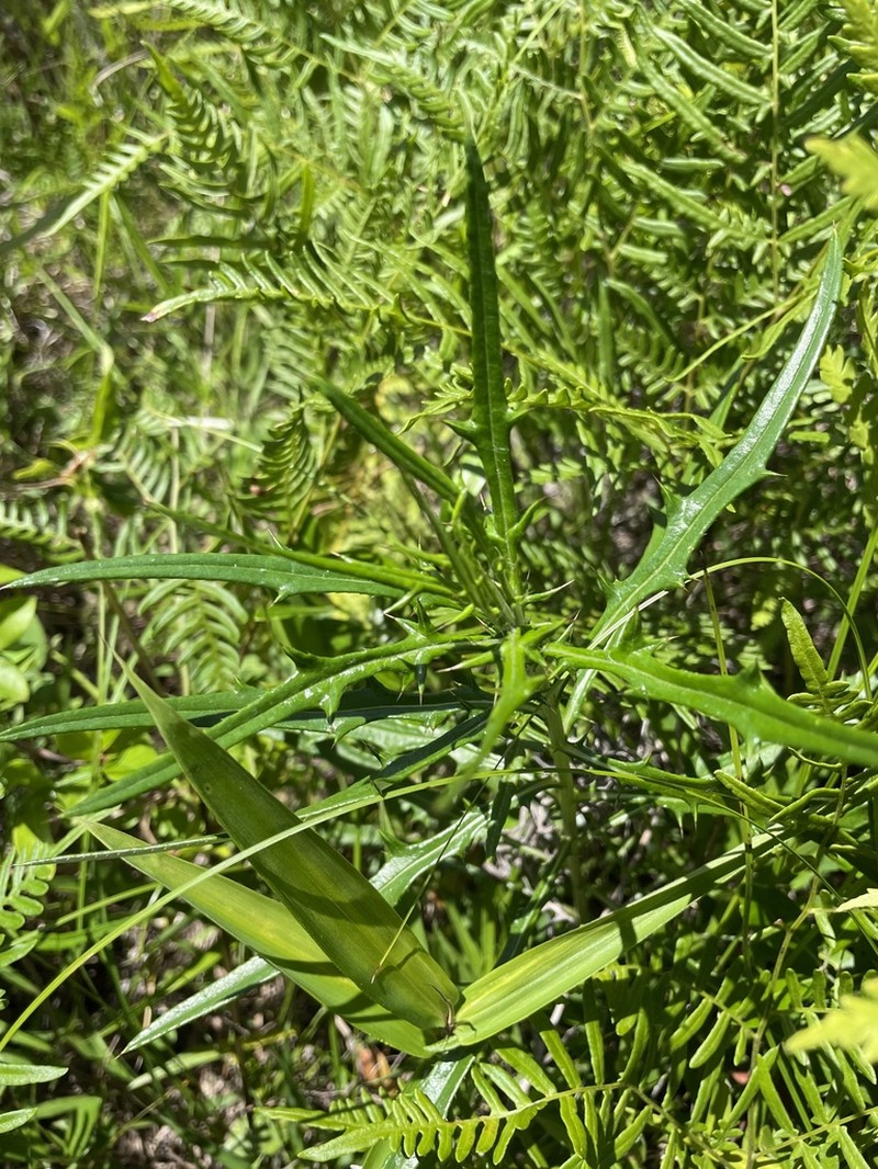 Virginia Thistle photo 8