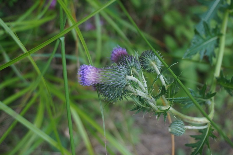 Cirsium viridifolium