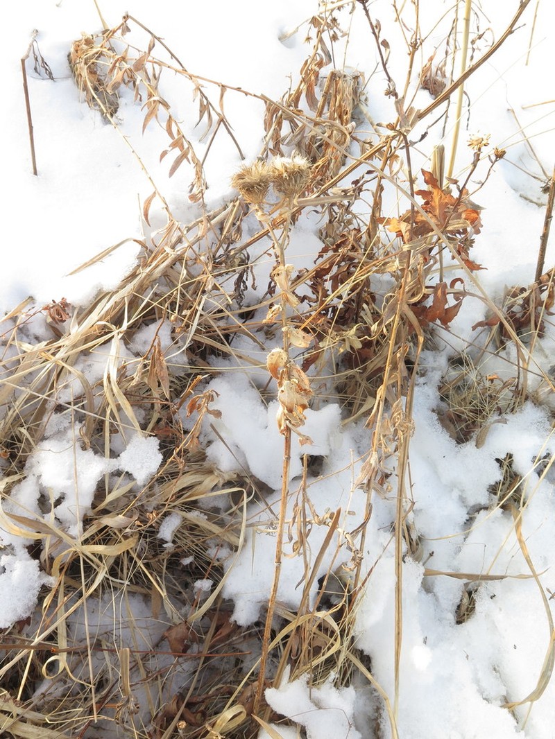 Cirsium vlassovianum photo 2