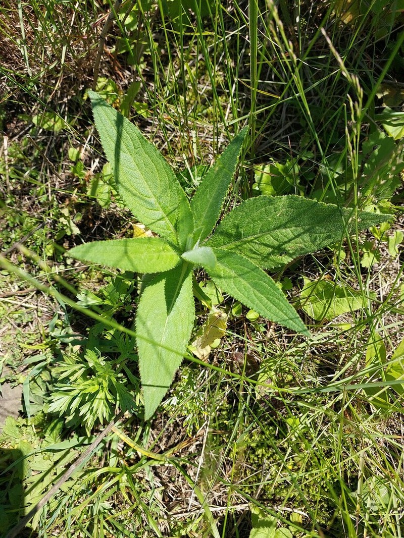 Cirsium vlassovianum photo 3