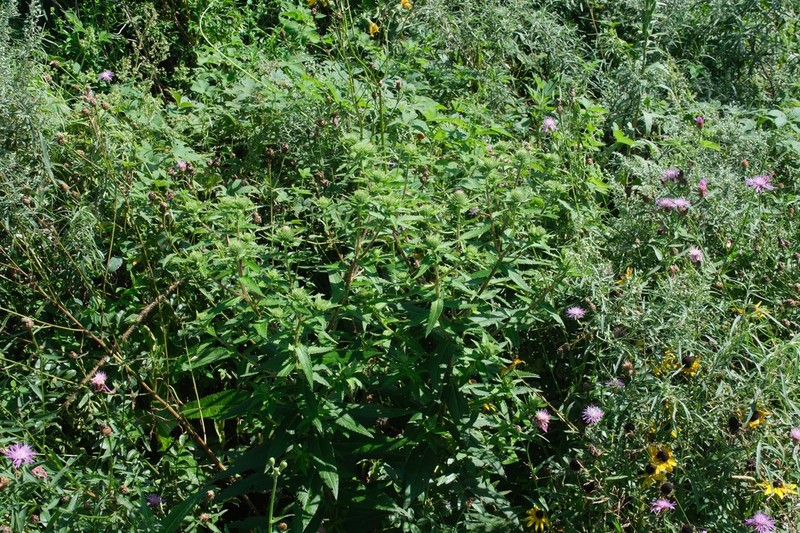 Cirsium vlassovianum photo 4