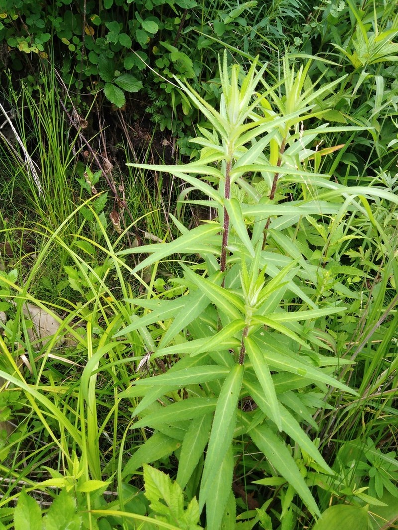 Cirsium vlassovianum photo 5