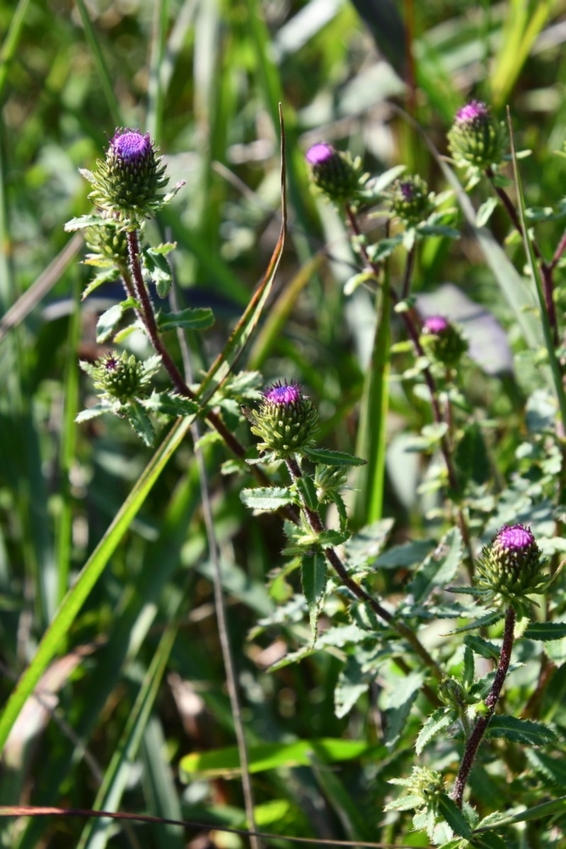 Cirsium vlassovianum photo 6