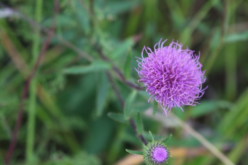 Cirsium vlassovianum photo 7