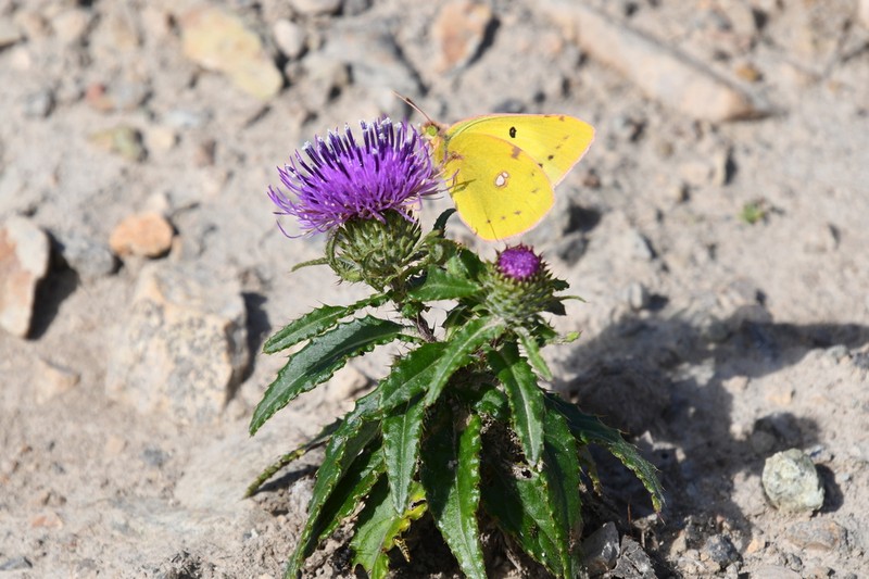 Cirsium vlassovianum photo 8