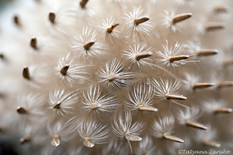 Bull Thistle photo 3