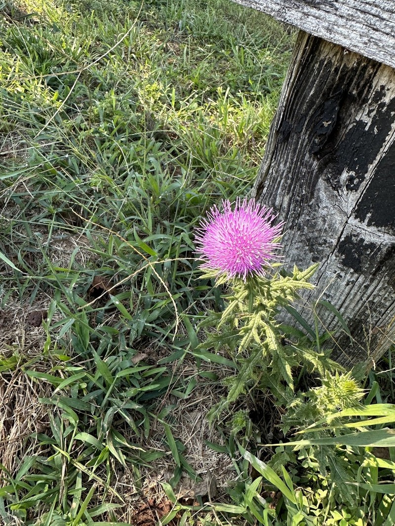 Bull Thistle photo 4
