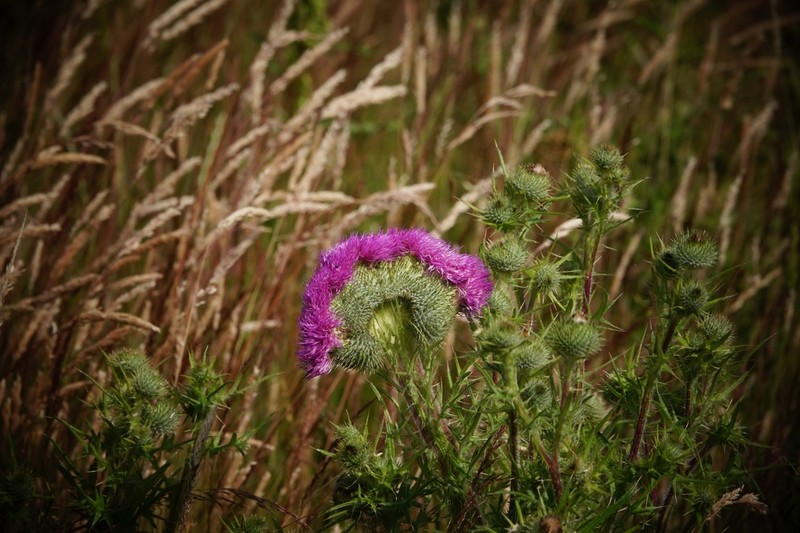 Bull Thistle photo 5