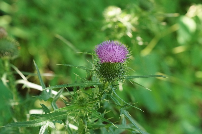 Bull Thistle photo 6