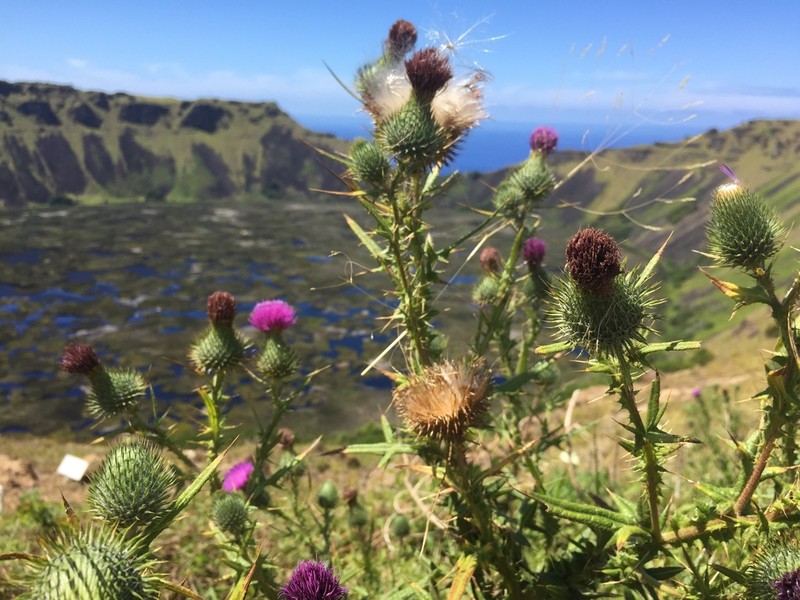 Bull Thistle photo 7