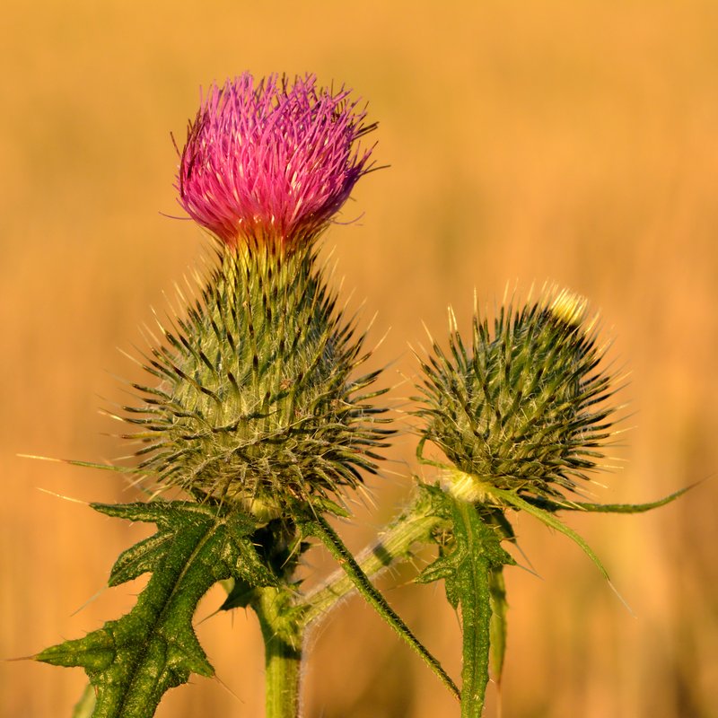 Bull Thistle photo 2