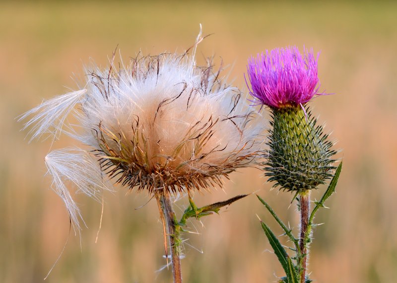 Bull Thistle photo 3