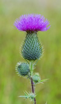 Bull Thistle