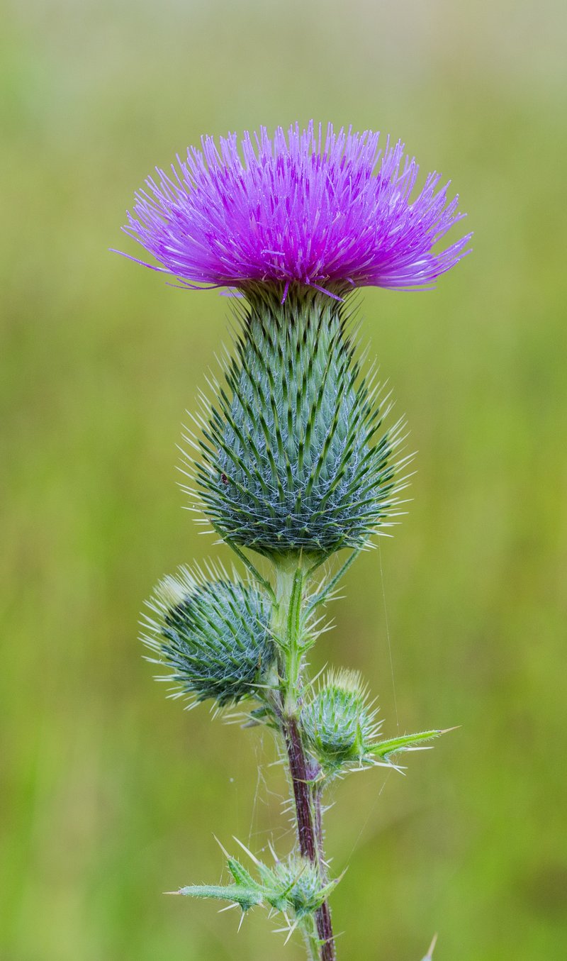 Bull Thistle