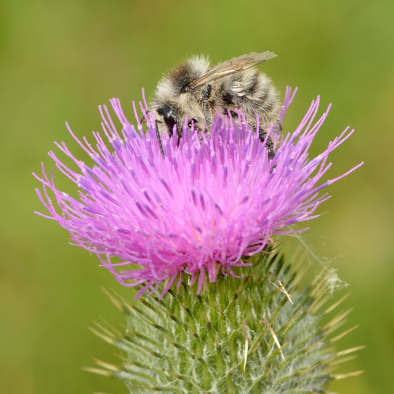 Bull Thistle photo 4