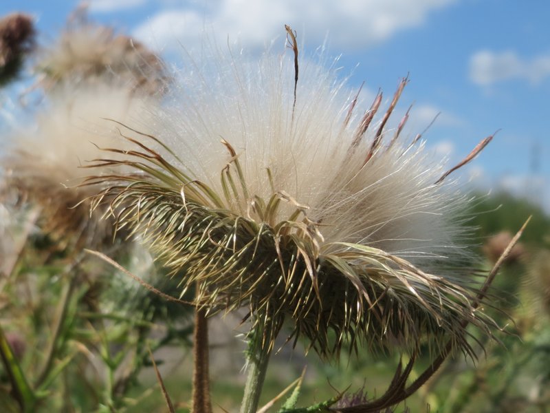 Bull Thistle photo 5
