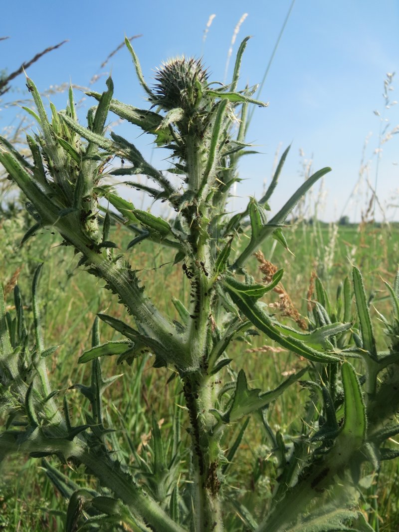 Bull Thistle photo 6