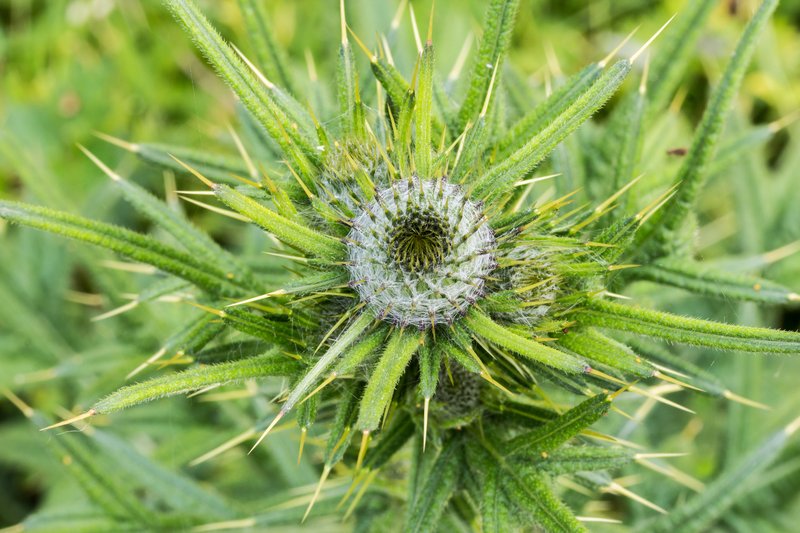 Bull Thistle photo 7