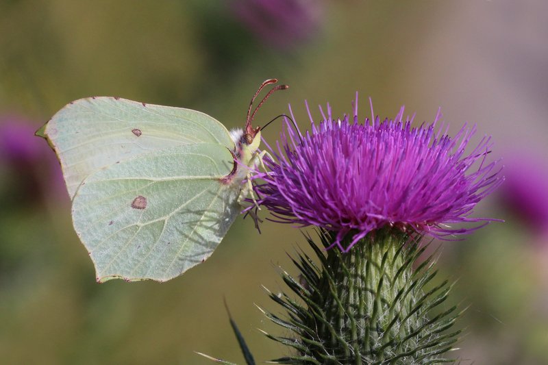 Bull Thistle photo 8