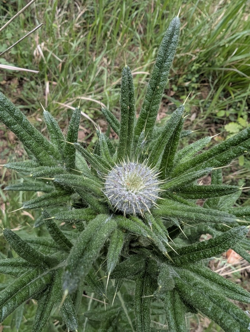Cirsium vulgare subsp. crinitum