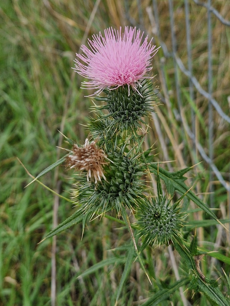 Cirsium vulgare subsp. crinitum photo 2