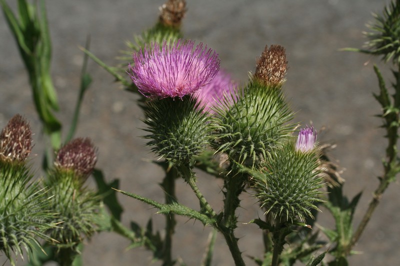 Cirsium vulgare subsp. crinitum photo 3
