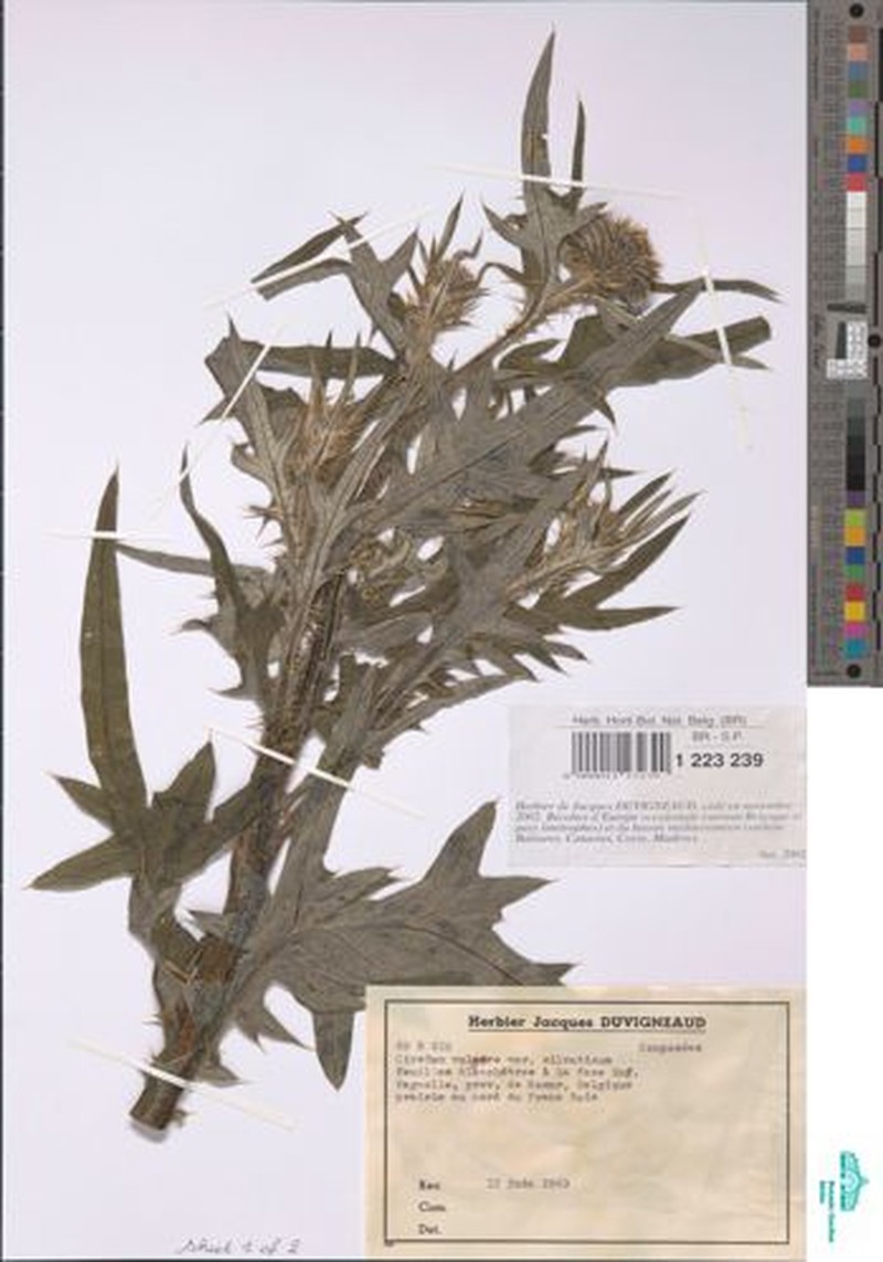 Cirsium vulgare subsp. silvaticum