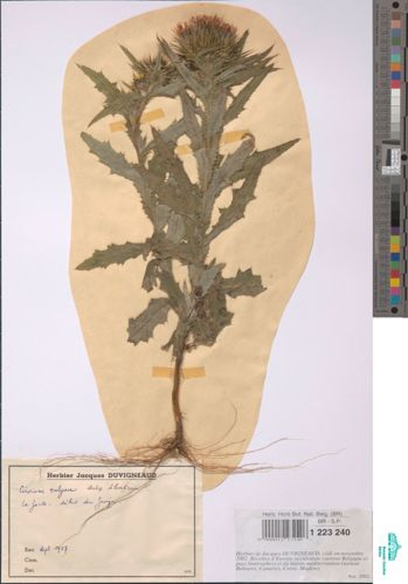Cirsium vulgare subsp. silvaticum photo 2