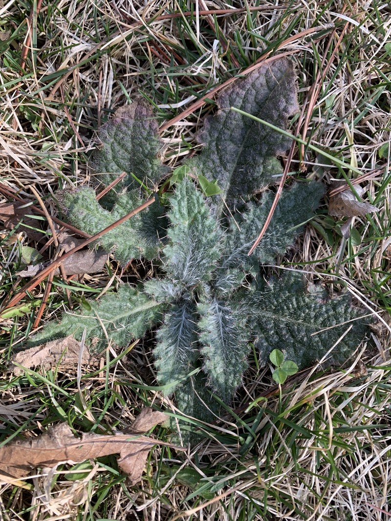 Cirsium vulgare subsp. vulgare
