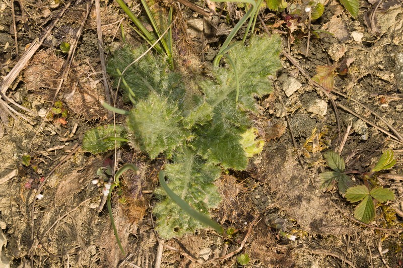 Cirsium vulgare subsp. vulgare photo 2