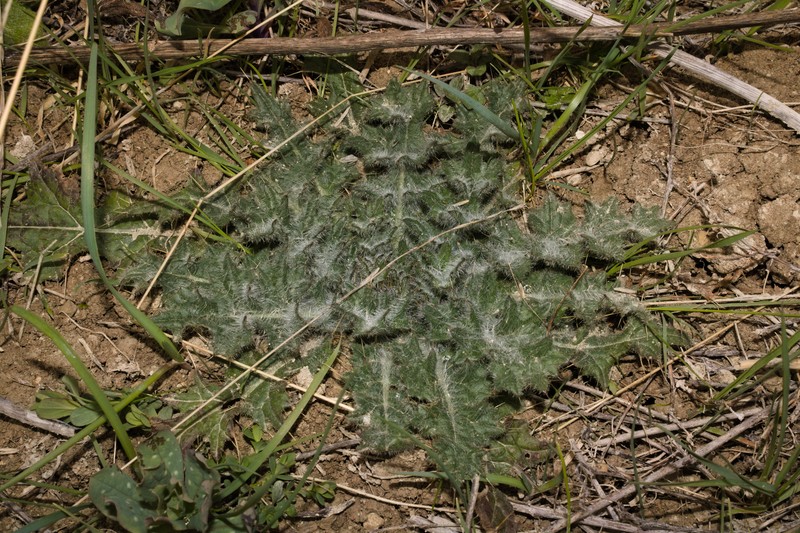 Cirsium vulgare subsp. vulgare photo 3