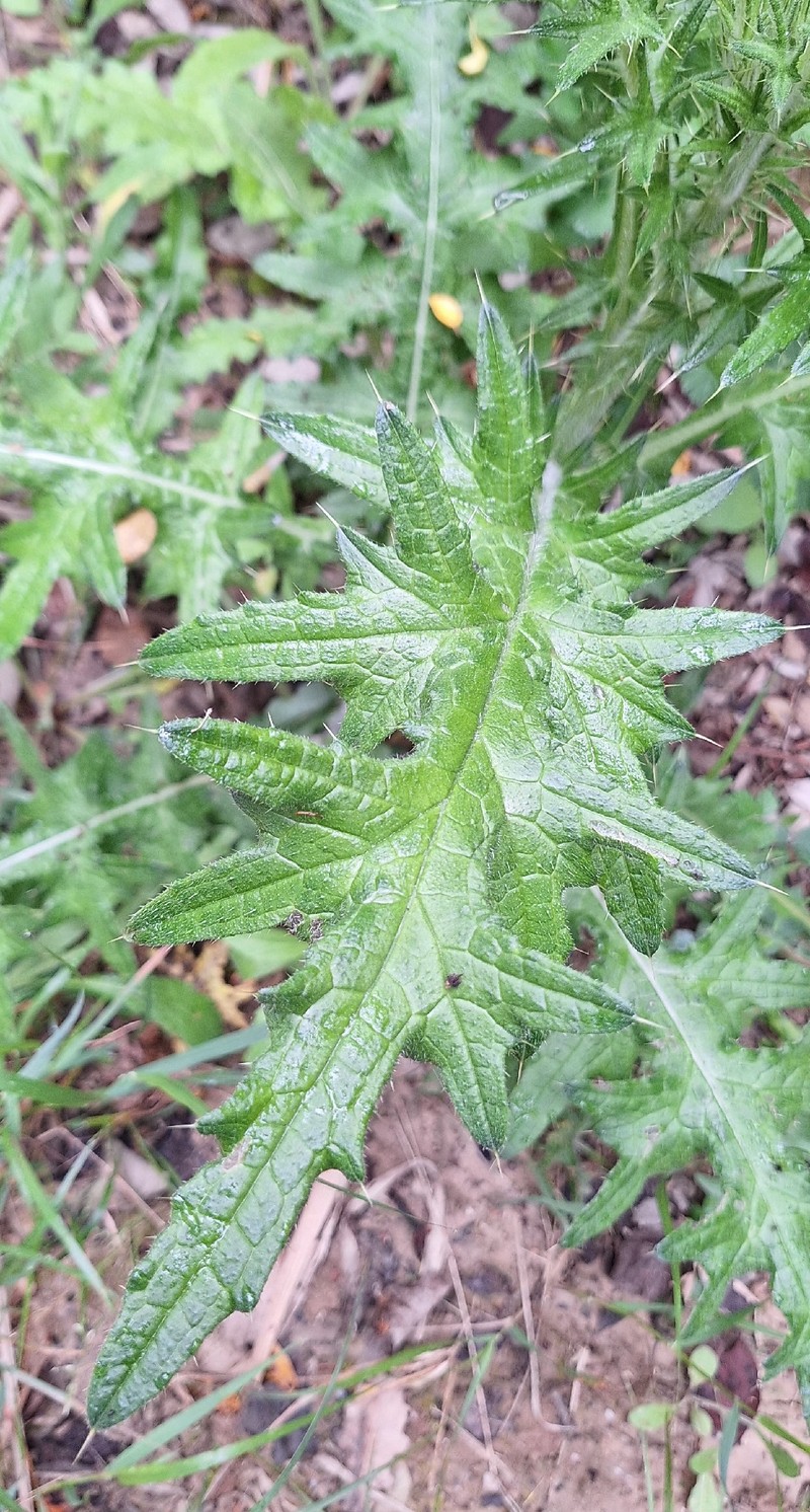 Cirsium vulgare subsp. vulgare photo 4