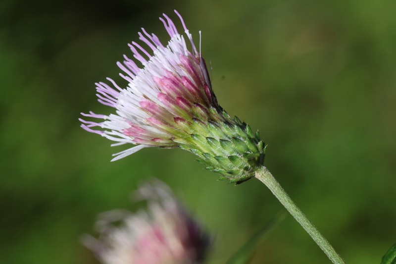 Cirsium wakasugianum