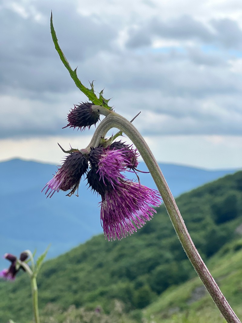 Cirsium waldsteinii