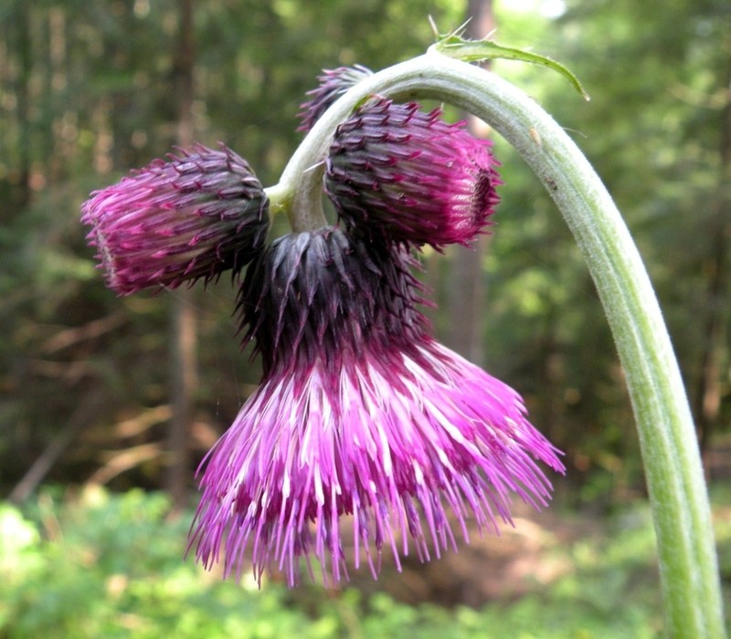 Cirsium waldsteinii photo 2