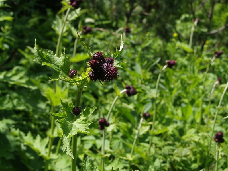 Cirsium waldsteinii photo 3