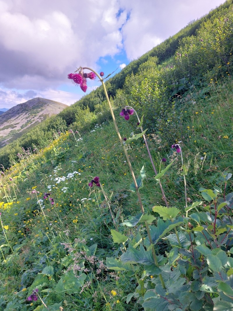 Cirsium waldsteinii photo 5