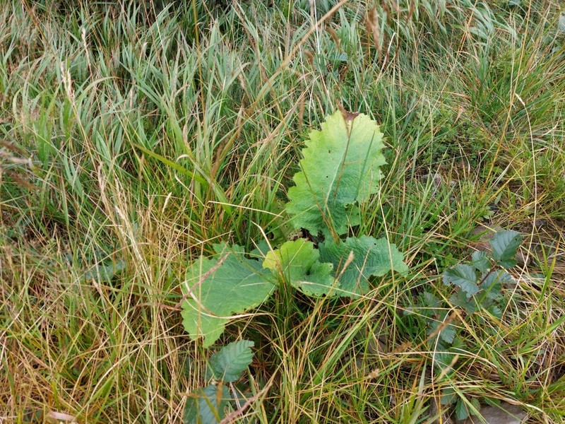 Cirsium waldsteinii photo 6
