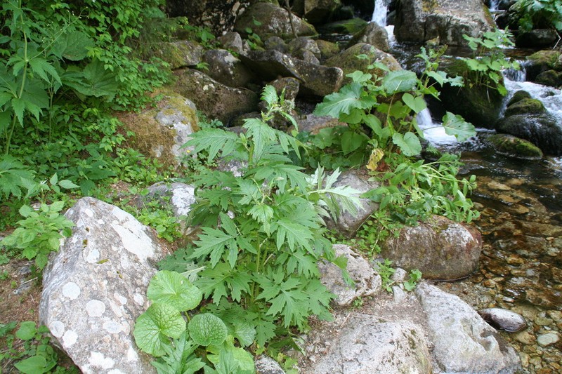 Cirsium waldsteinii photo 7