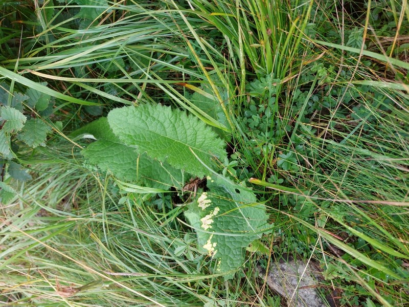 Cirsium waldsteinii photo 8