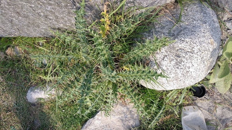 Cirsium wallichii