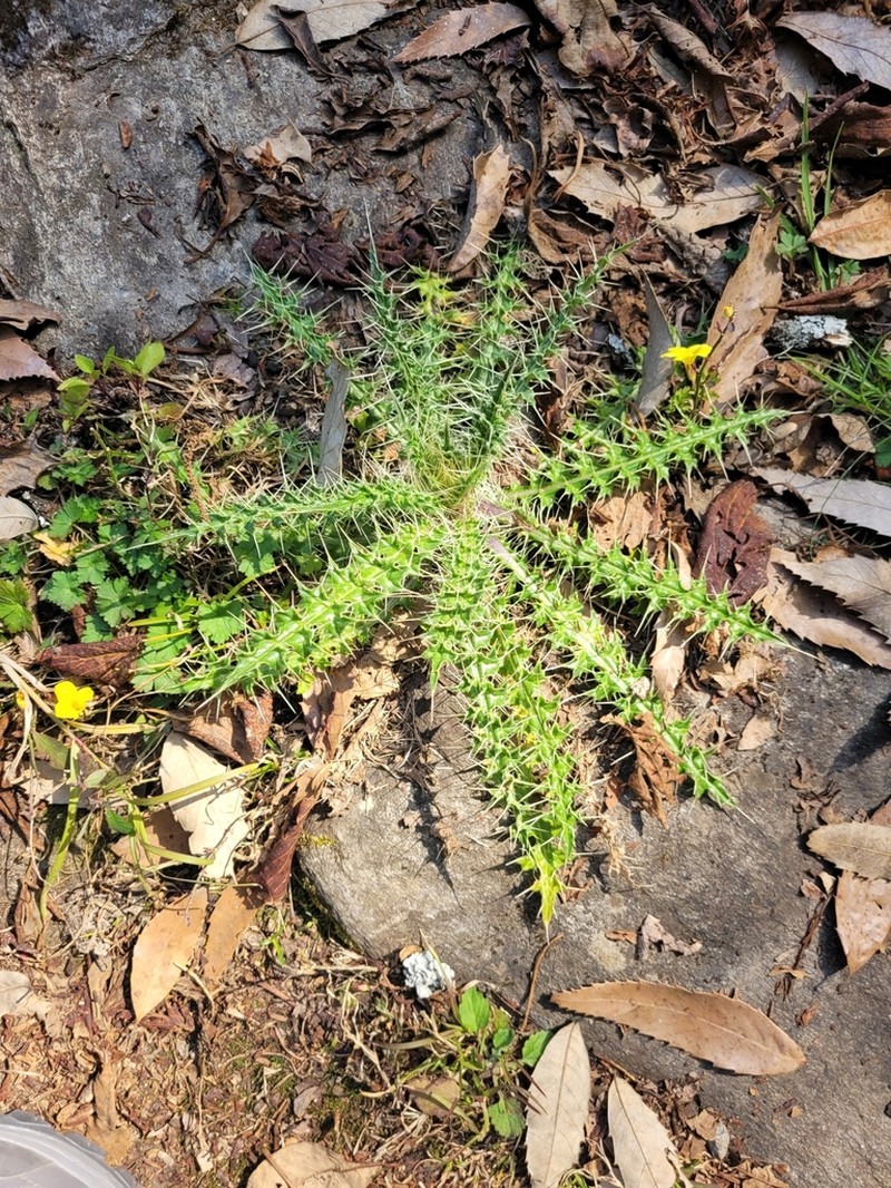 Cirsium wallichii photo 2