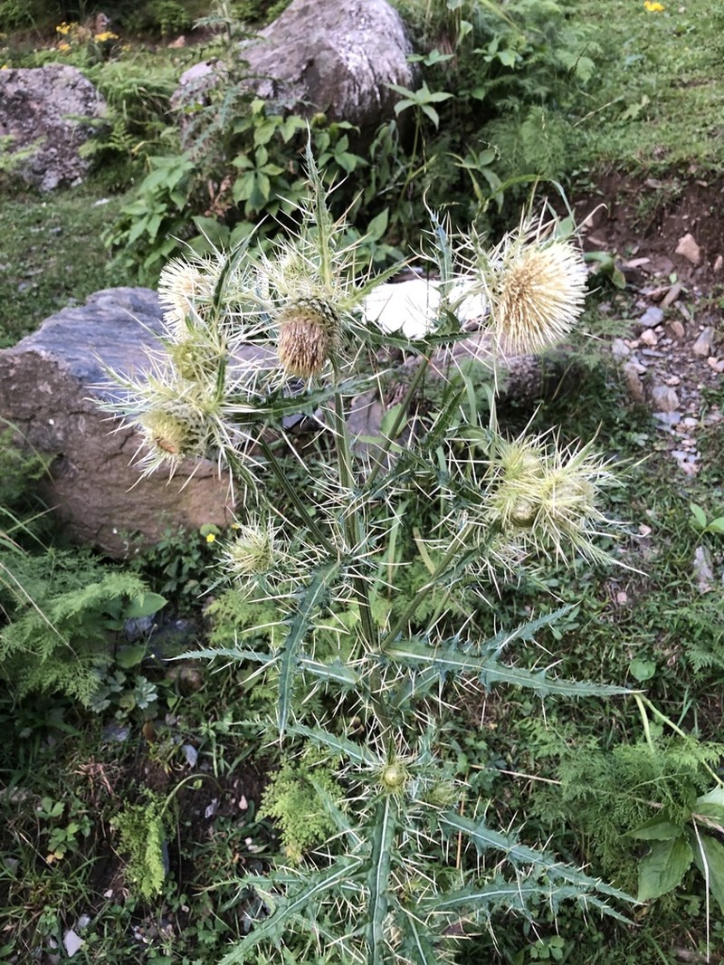 Cirsium wallichii photo 3