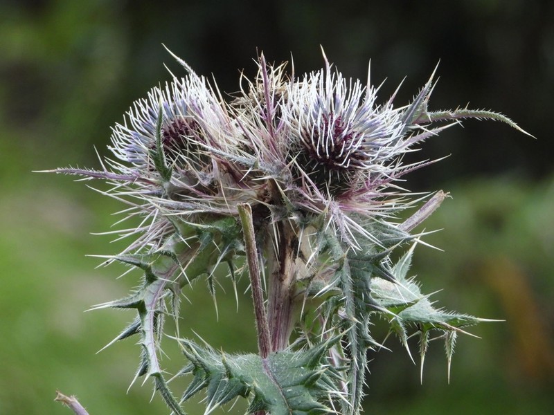 Cirsium wallichii photo 4