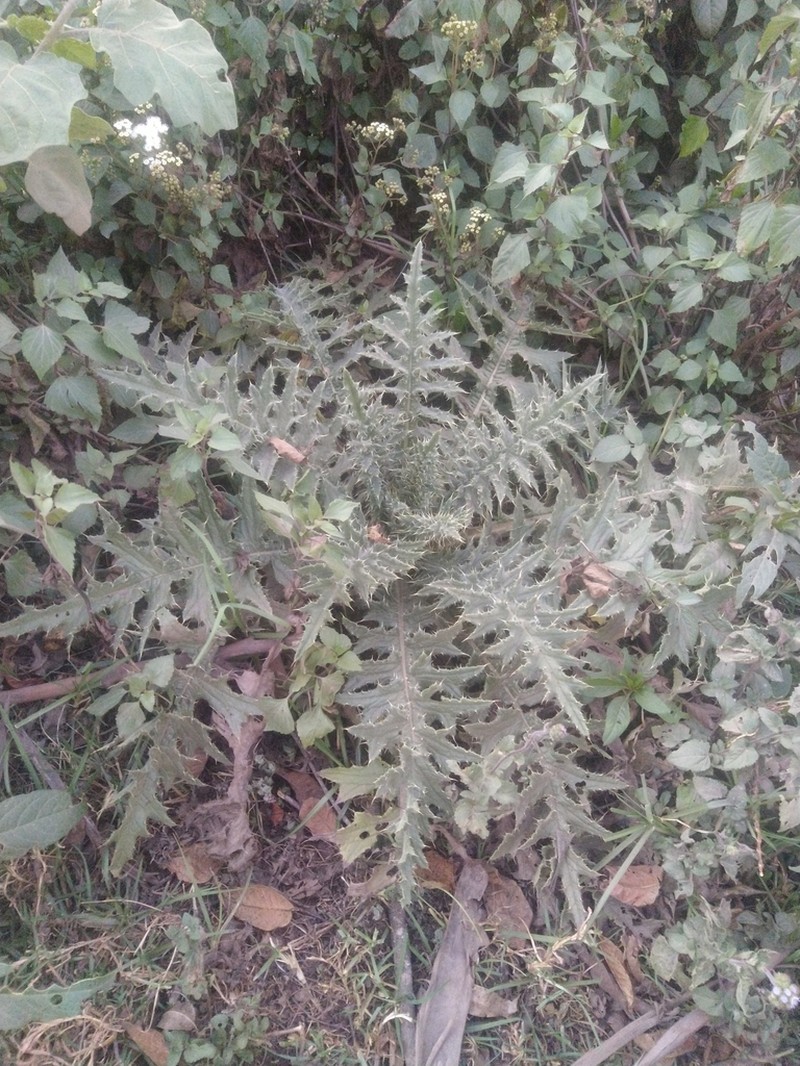 Cirsium wallichii photo 5